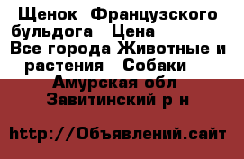 Щенок  Французского бульдога › Цена ­ 35 000 - Все города Животные и растения » Собаки   . Амурская обл.,Завитинский р-н